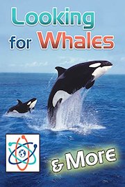 Looking For Whales & More