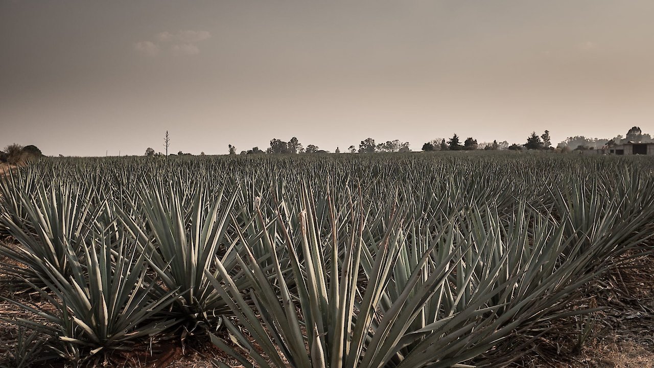 Agave: The Spirit Of A Nation