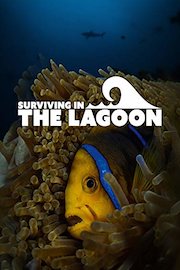Surviving in the Lagoon