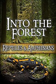 Into the Forest: Reptiles & Amphibians