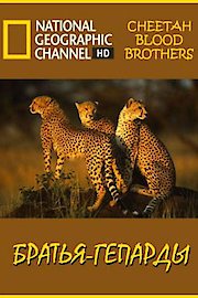 Cheetah Blood Brothers