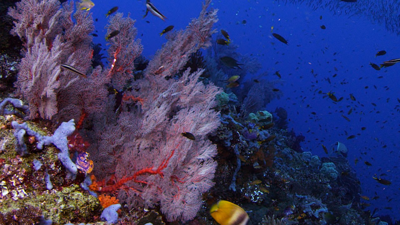 Great Barrier Reef 4K