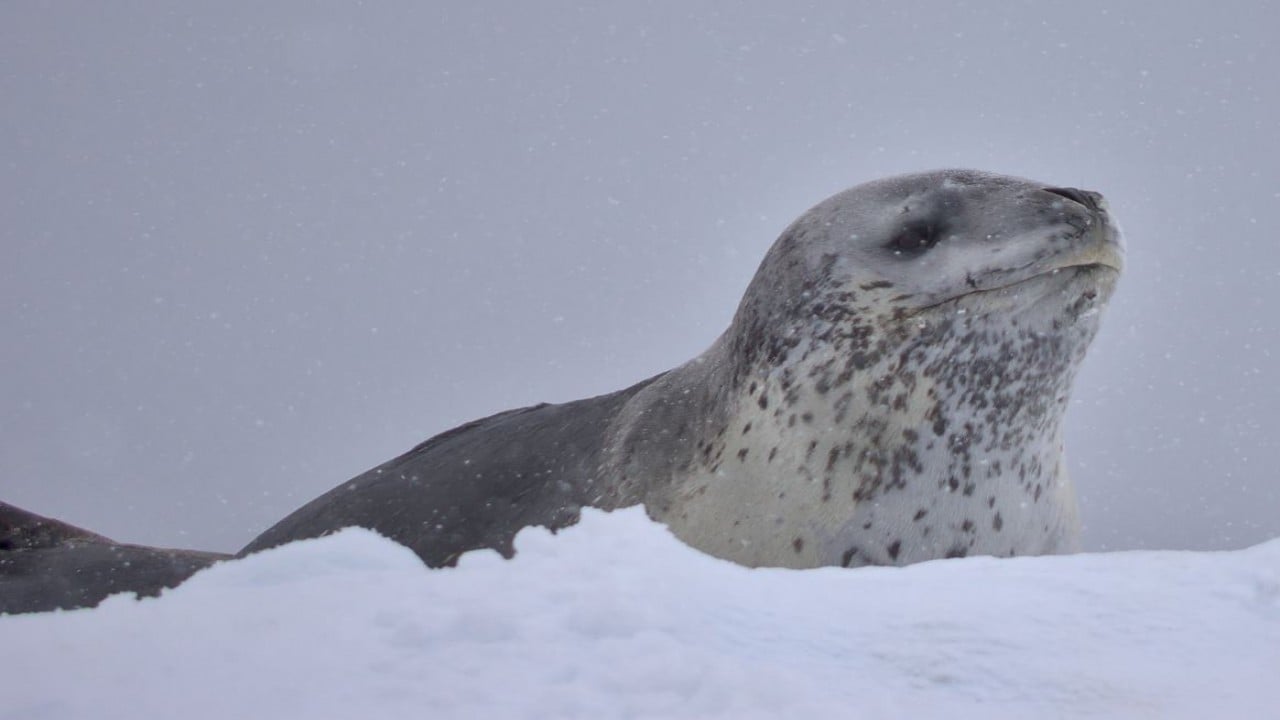 Watch Leopard Seals: Lords of the Ice Online | Movie | Yidio