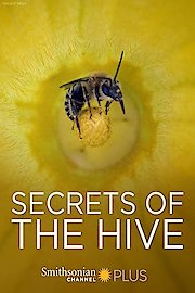 Secrets of the Hive