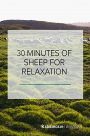 30 Minutes of Sheep for Relaxation
