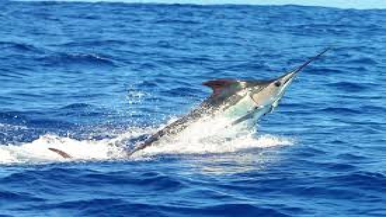 Expedition Blue Marlin: Fishing for Blue Marlin
