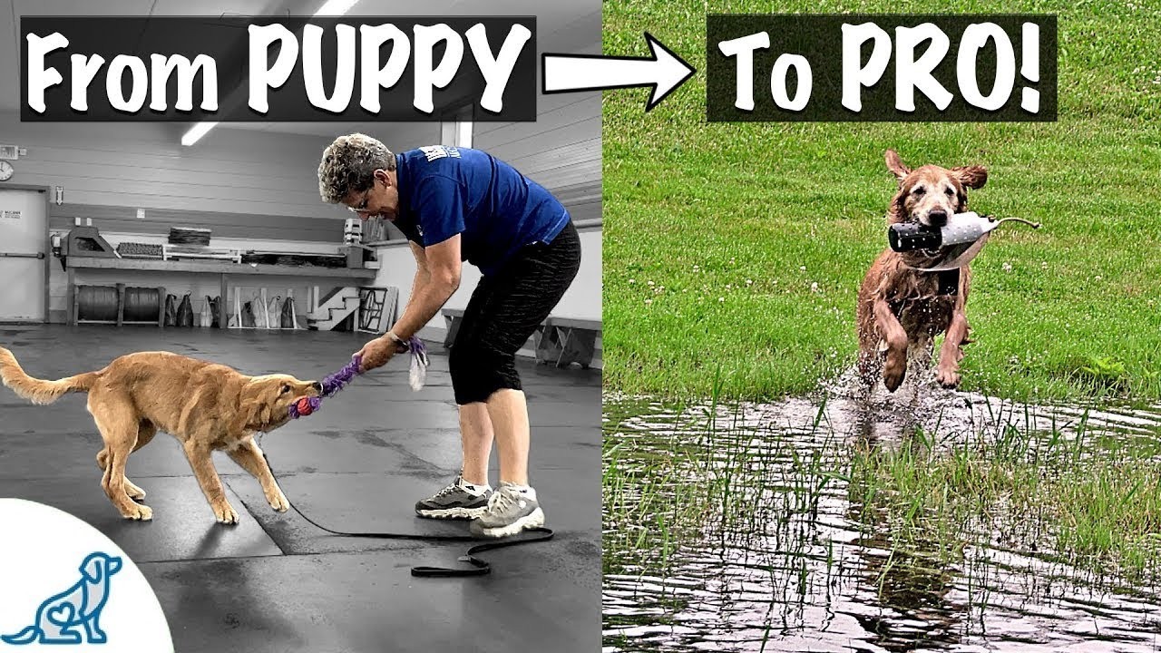 Teach Your Golden Retriever To Fetch