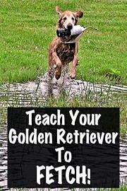 Teach Your Golden Retriever To Fetch