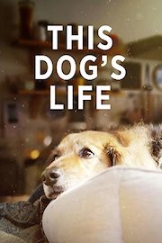 This Dog's Life