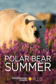 Polar Bear Summer