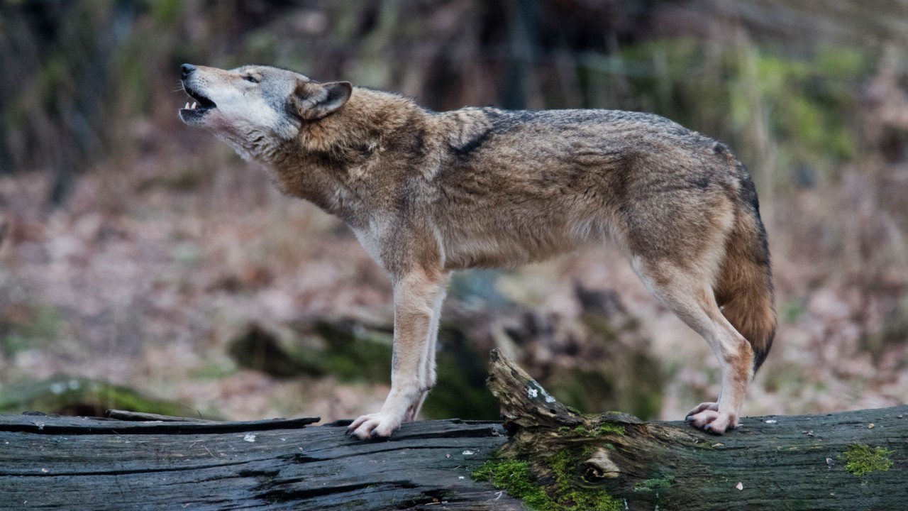 Germany's Wild Wolves - As They Really Are