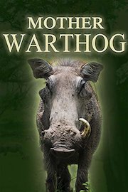 Mother Warthog