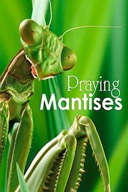 Praying Mantises - The Kung Fu Killers of the Insect Kingdom