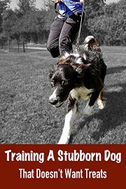 Training A Stubborn Dog That Doesn't Want Treats