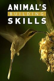 Animal's Building Skills