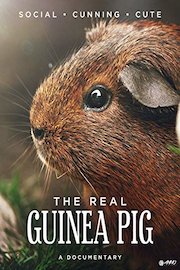 The Real Guinea Pig