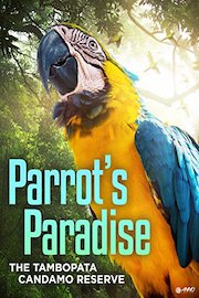 Parrot's Paradise