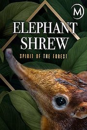 Elephant Shrew: Spirit of the Forest
