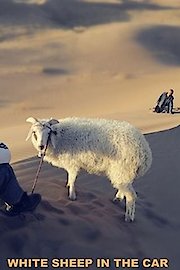 White Sheep in the Car
