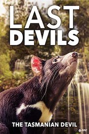 Last Devils - The Tasmanian Devil