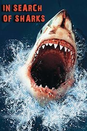 In Search of Sharks