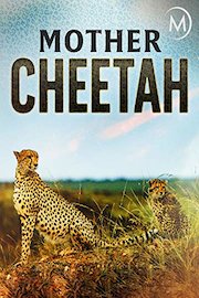 Mother Cheetah