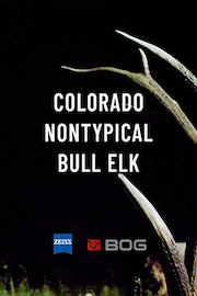 Colorado Nontypical Bull Elk