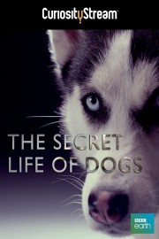 The Secret Life Of Dogs