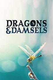 Dragons & Damsels