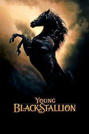 The Young Black Stallion