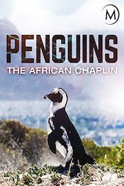 Penguins: The African Chaplin