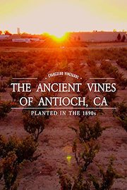 The Ancient Vines Of Antioch California