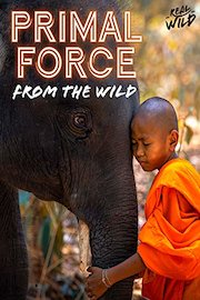 Primal Force From The Wild