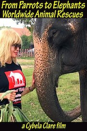 From Parrots to Elephants: Worldwide Animal Rescues