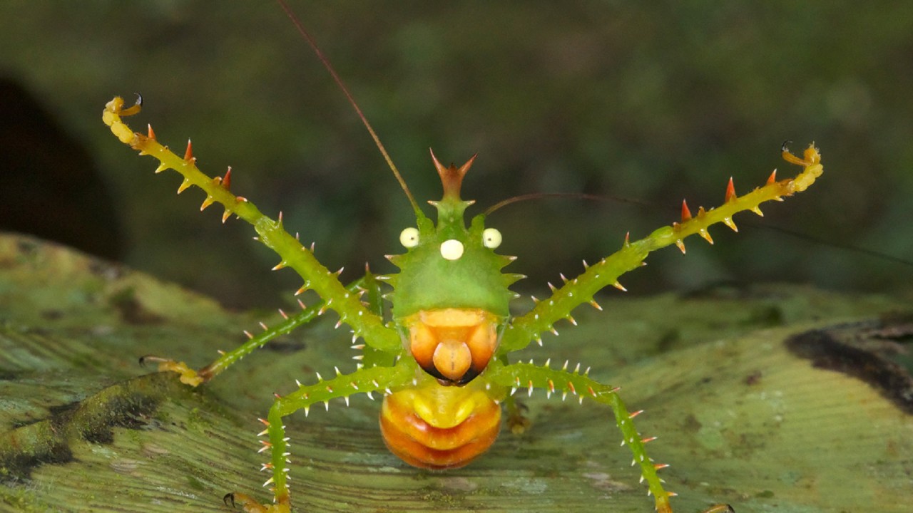 Learning To See: The World Of Insects