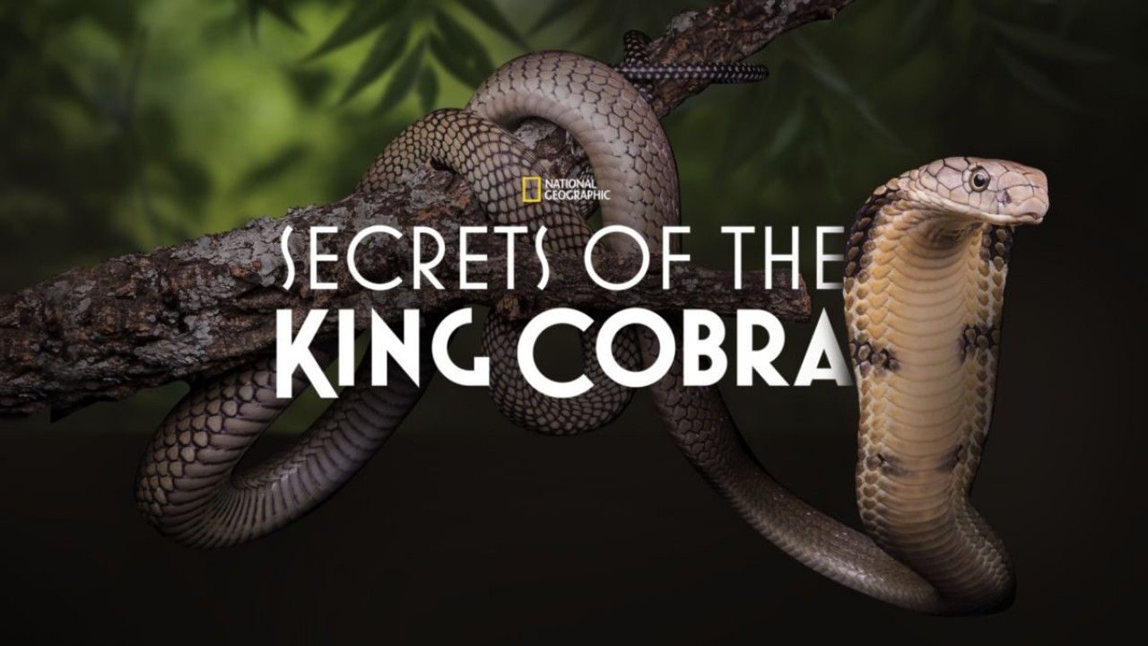 Secrets of the King Cobra