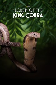 Secrets of the King Cobra