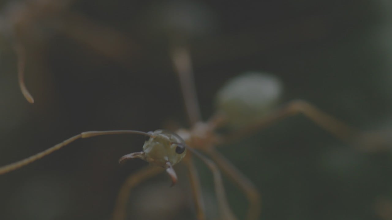 Green Tree Ants: Friend Or Foe?