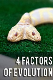 Biology II - Natural Selection & Evolution - 4 Factors of Evolution