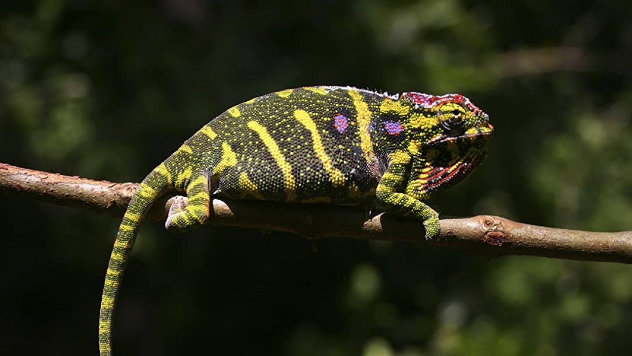 Madagascar - Land of the Chameleons