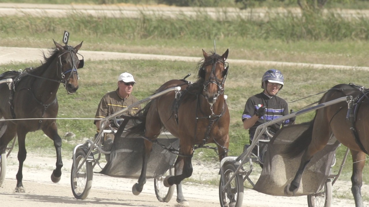 Somebeachsomewhere: Horse of a Lifetime