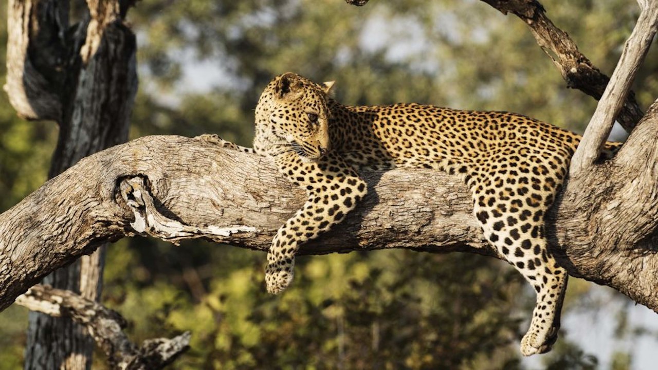 Leopard Huntress