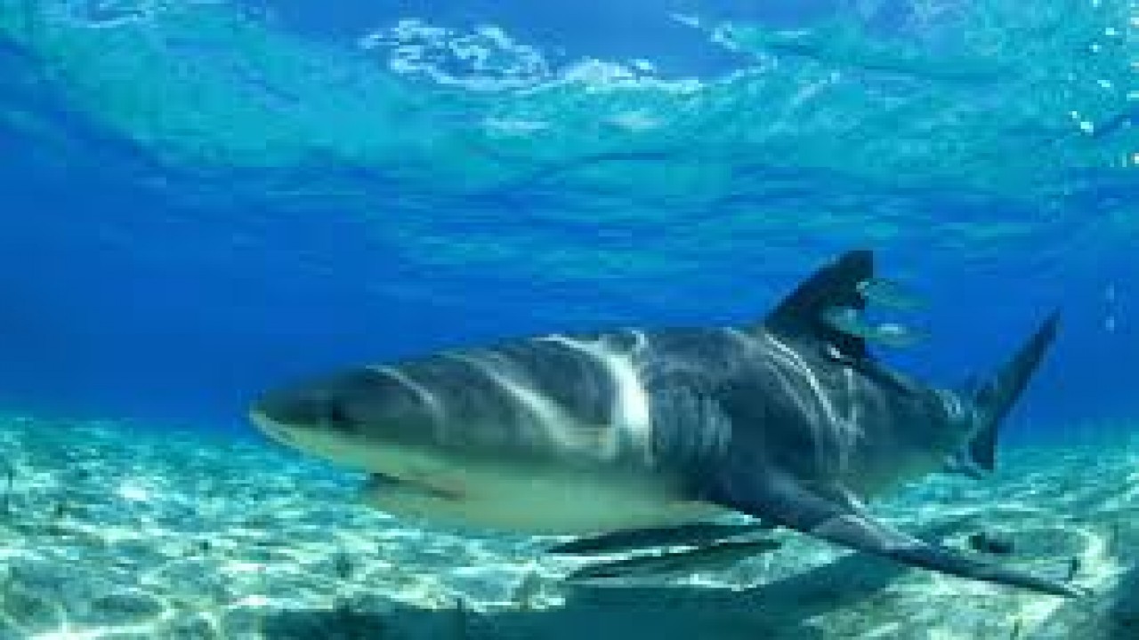 World's Most Dangerous Shark