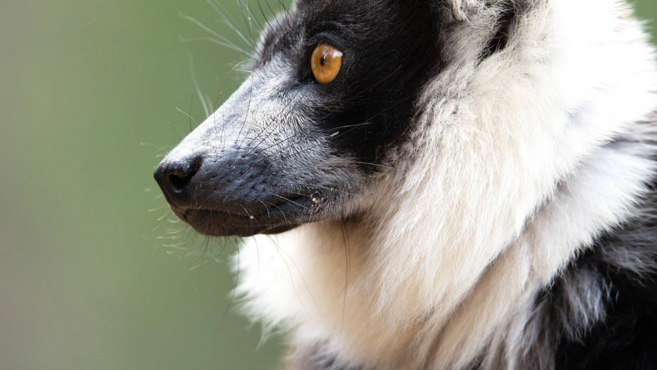 Madagascar: Africa's Galapagos