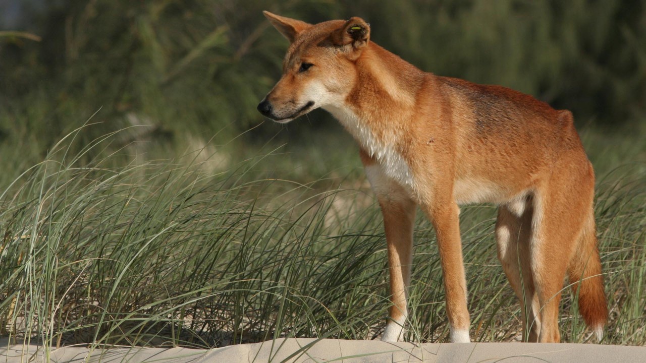 In the Wild Return of the Dingo