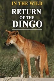In the Wild Return of the Dingo