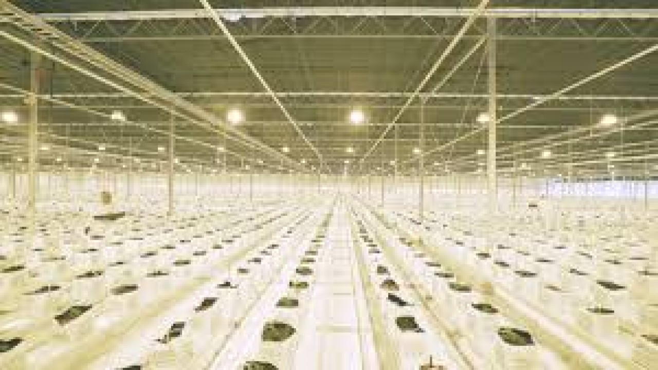 Weed, Greed, and Legalization