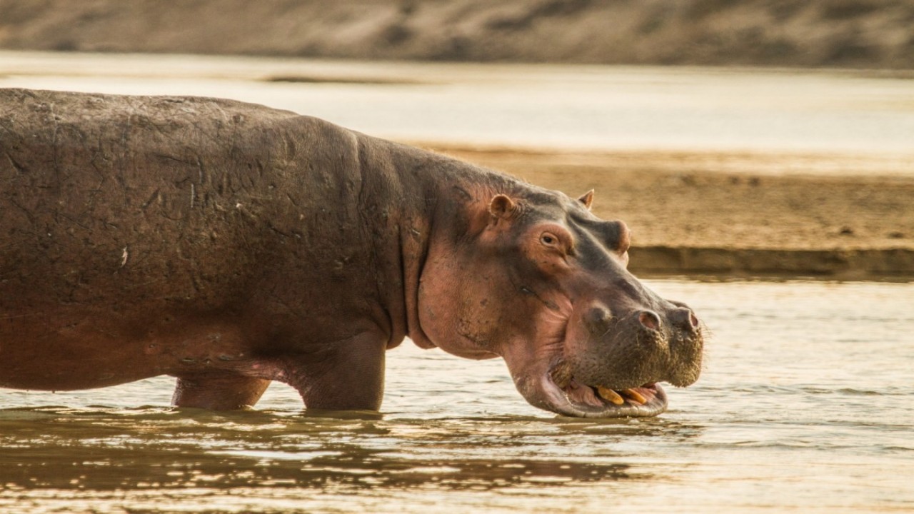Hippos After Dark