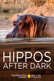 Hippos After Dark