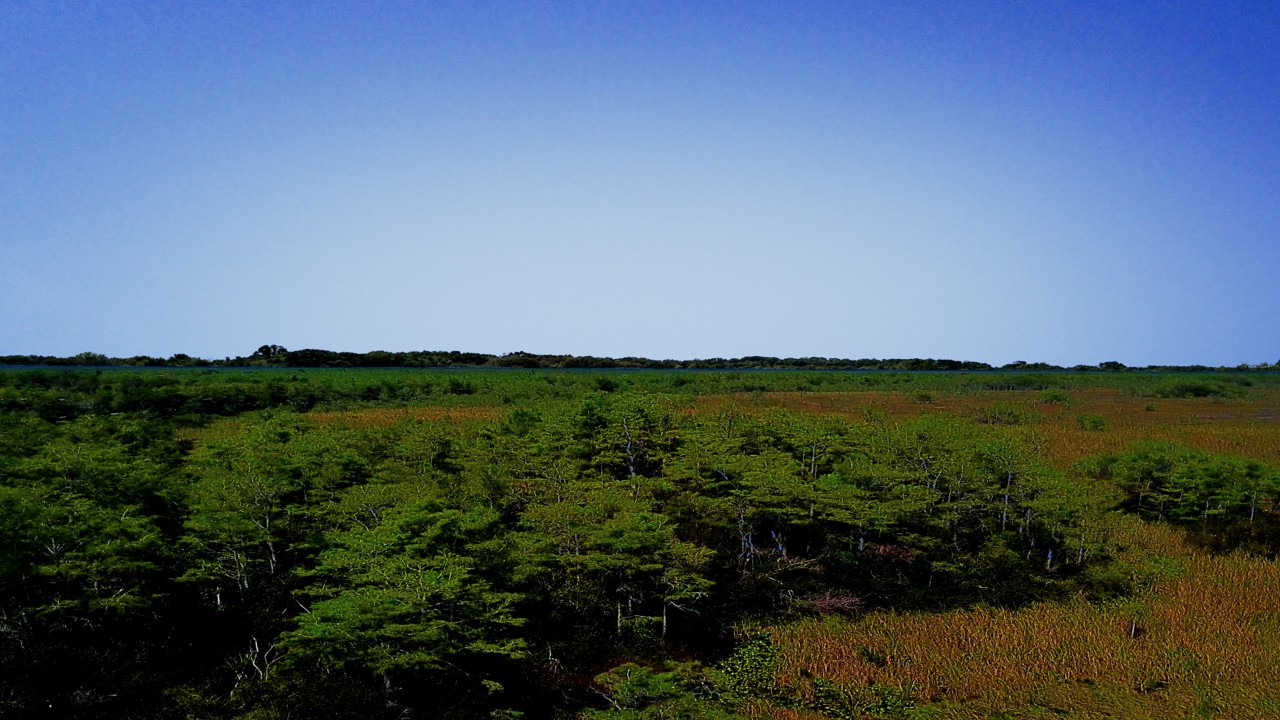 The Everglades: Preserving Paradise